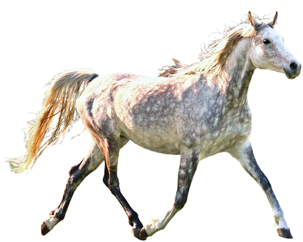 Horse, Trotting, Dapple, Gray, Grey, Equine, Running - Zazzle Laufende Pferde Puzzle (757x720), Png Download