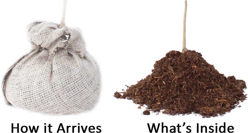 Drop And Grow Bare Root - Root (800x457), Png Download