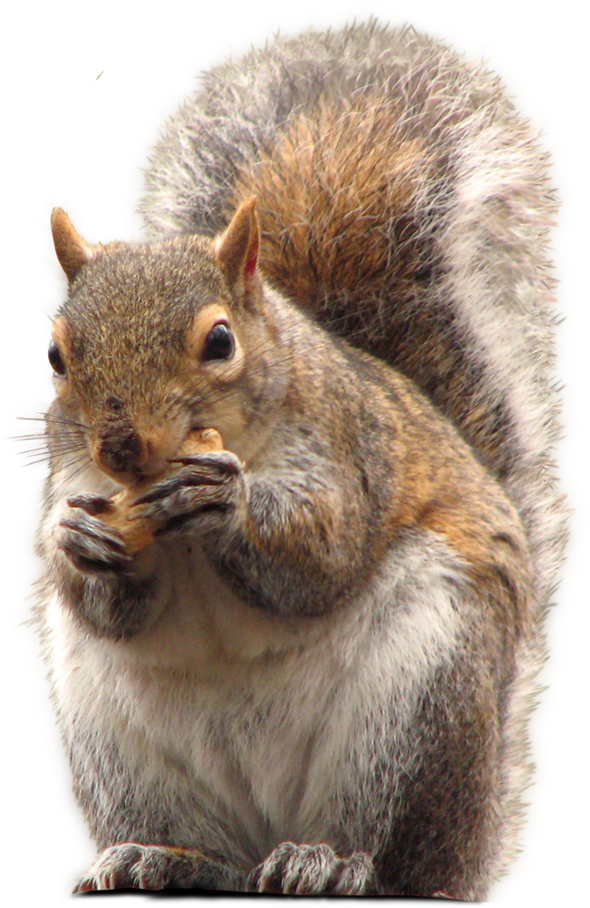 Pin By Kentucky Lady On Nutcrackers - Squirrels Calendar 2018: 16 Month Calendar (650x1000), Png Download
