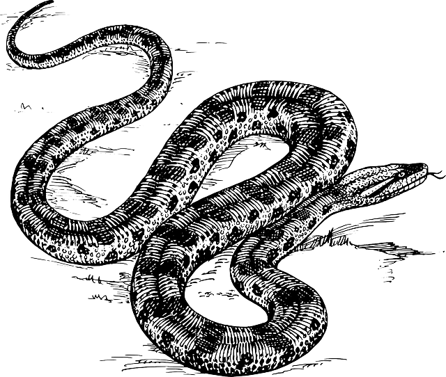 Anaconda In Art (640x542), Png Download