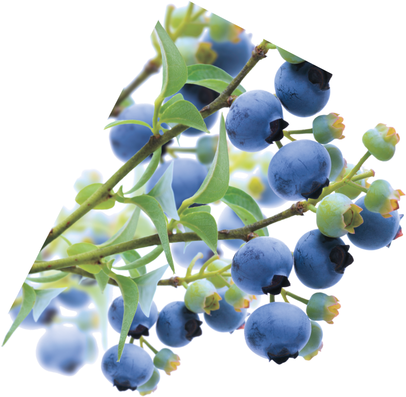 Time Until Show Time - Seedless Fruit (1178x1120), Png Download