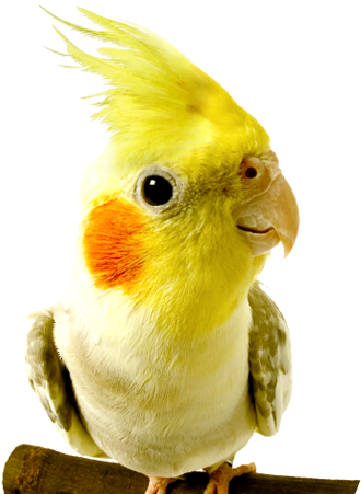 Parrot Clipart Wild Bird - Birds At The Vet (980x450), Png Download