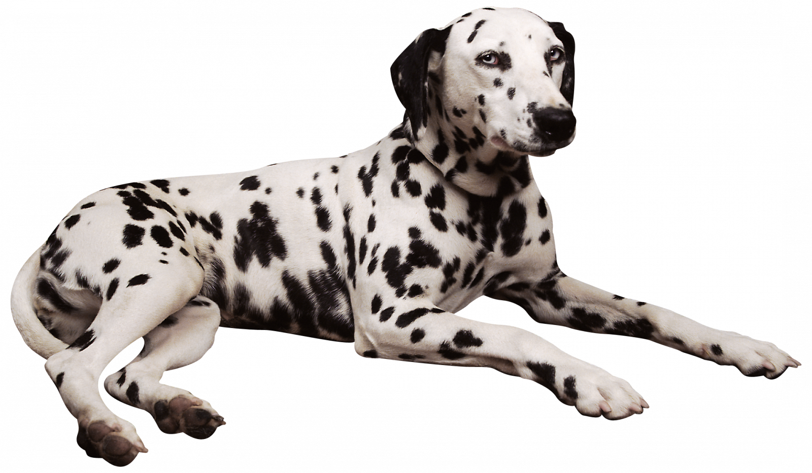 Dalmation Clipart Penny - Waterproof Dog Bed Cushion Black Brown 2 Sizes (1600x933), Png Download