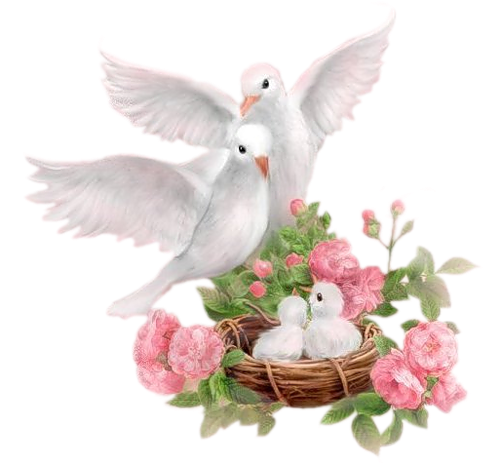 Photos - Dove With Flowers (500x465), Png Download