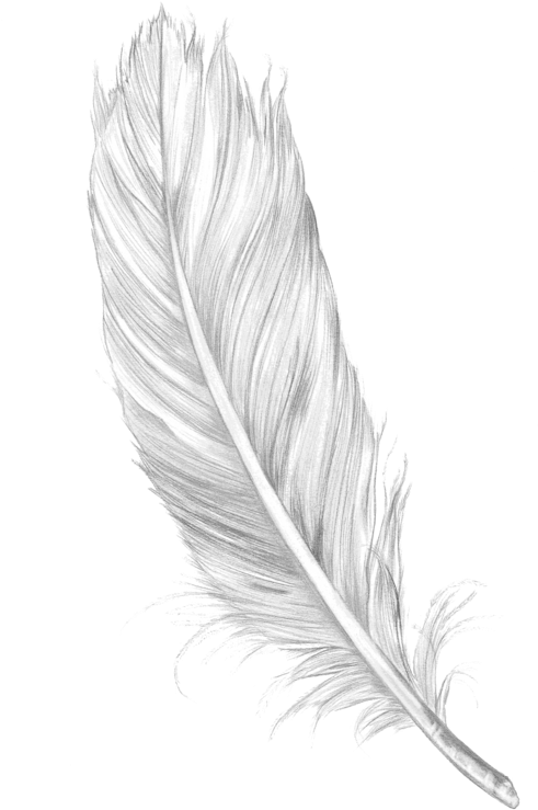 Feather Png (492x750), Png Download