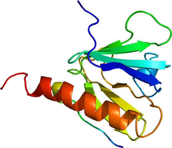 Irs 1 Protein (782x678), Png Download