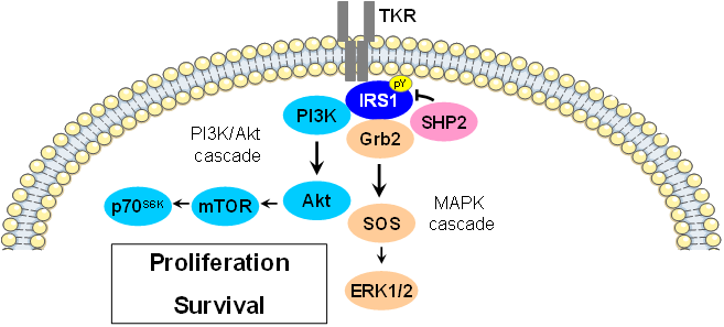 Localisation, Irs1 Is Predominantly Found In The Cytoplasm - Irs 1 Signaling Pathway (657x297), Png Download