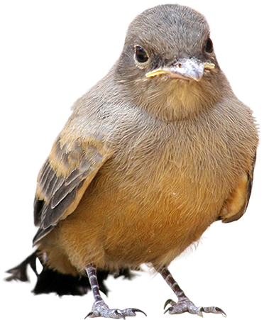 A Small Bird Hopping Along The Ground Who Has Stopped - Birds On The Ground Png (450x450), Png Download