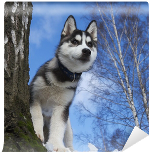 Siberian Husky (400x400), Png Download