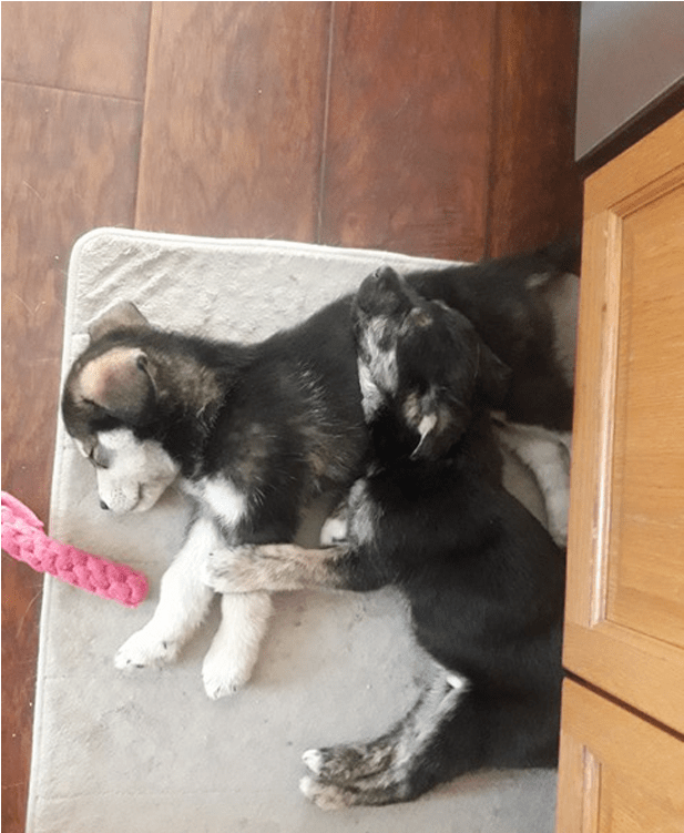 Puppy Rate - Companion Dog (800x750), Png Download