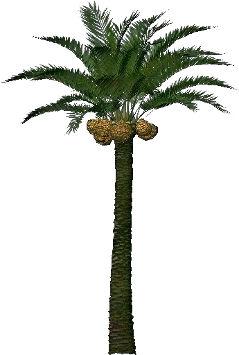 Phoenix Dactylifera Or Date Palm - Palm Tree Fruit 3d (750x527), Png Download