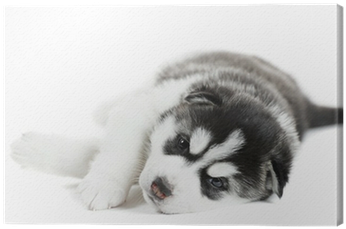Siberian Husky (400x400), Png Download
