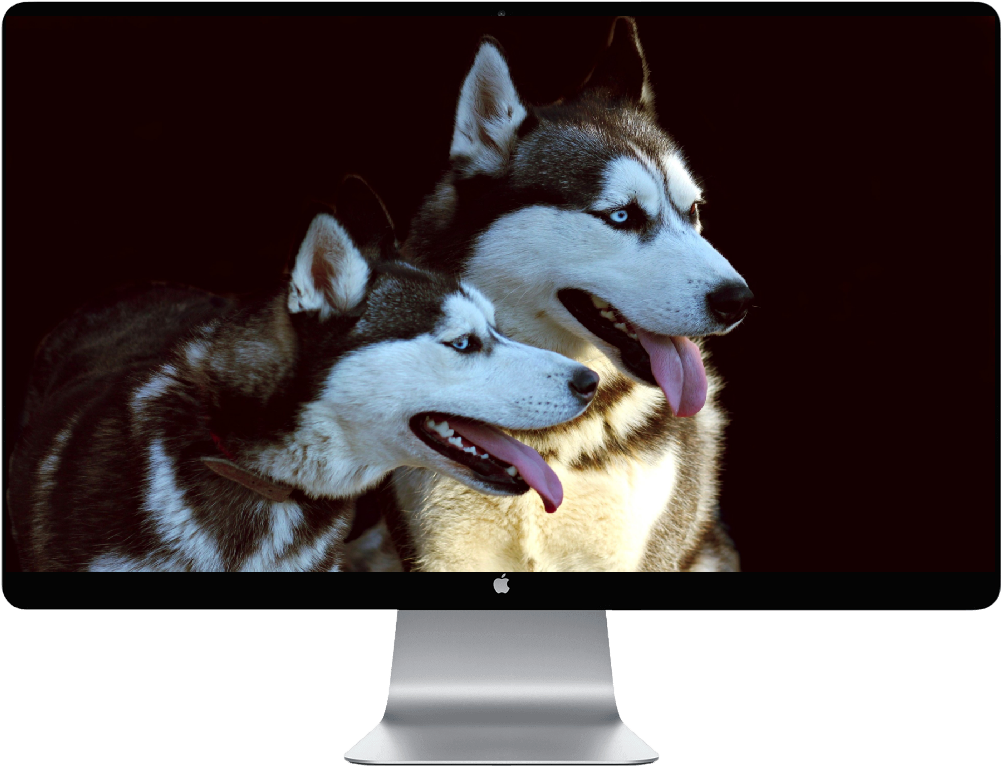 Score 50% - Siberian Husky (1000x1000), Png Download