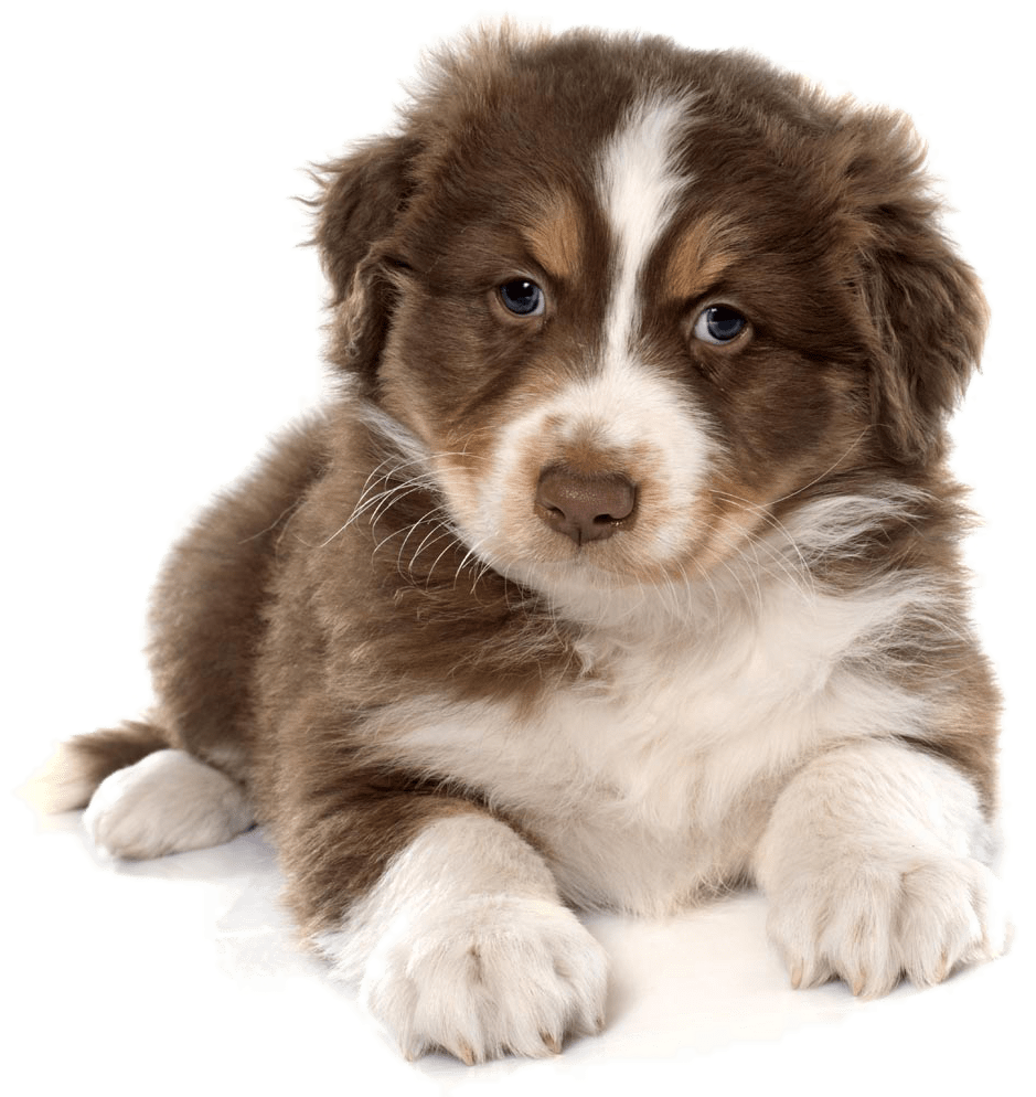 Siberian Husky Puppy Cat Pet Carrier Cute Dog 1100 - Australian Shepherd Puppy White Background (1100x1100), Png Download