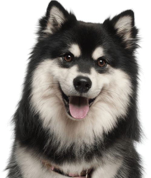 Finnish Lapphund - Finnish Lapphund 1 Year (565x585), Png Download