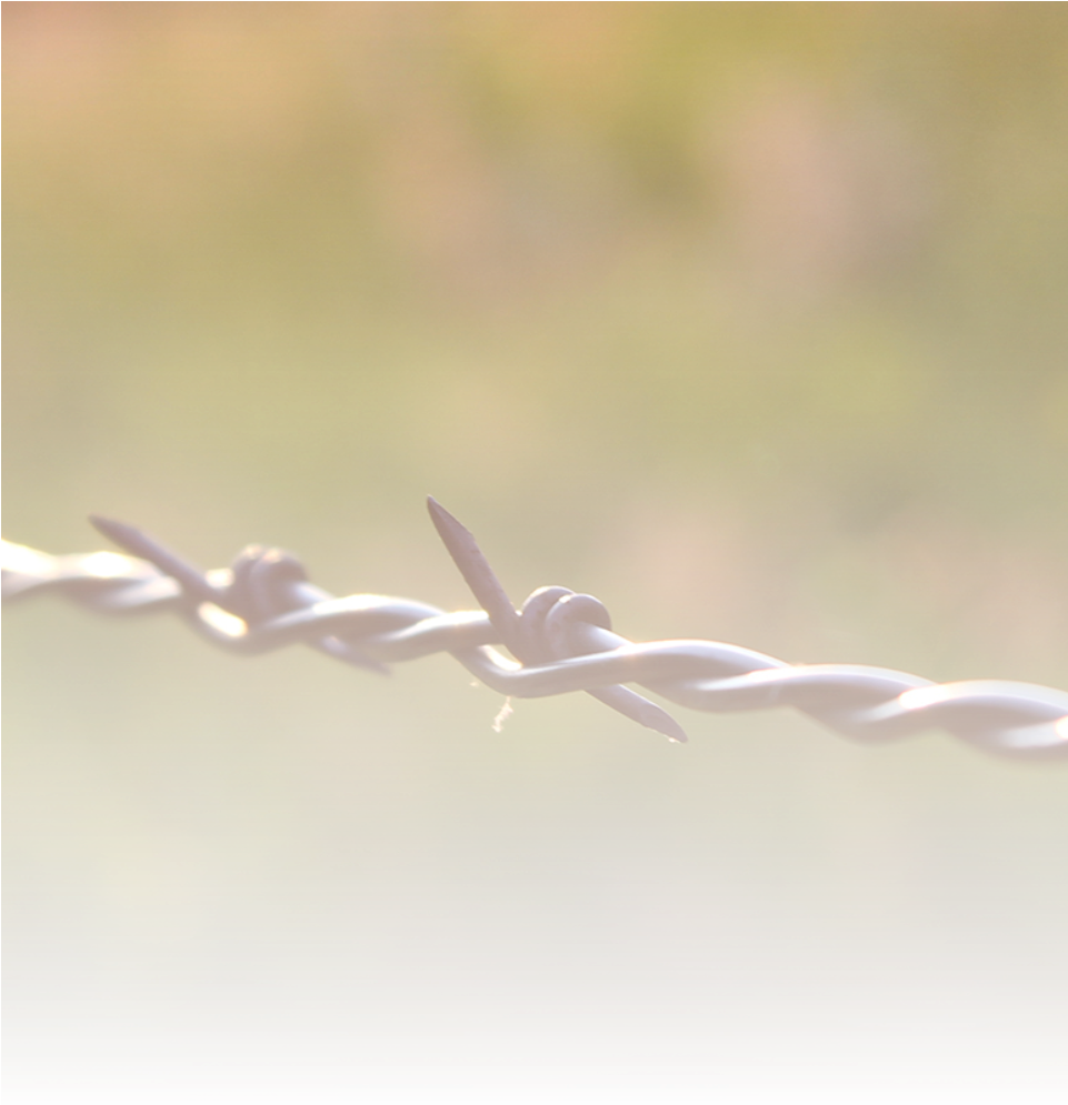 Koester Red Angus Reference Sires, Registered With - Barbed Wire (960x1002), Png Download