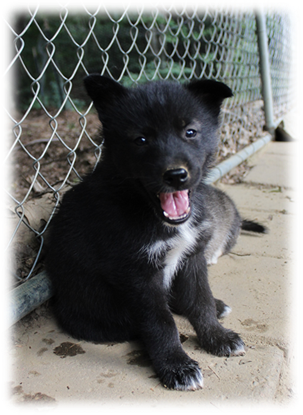 Img 010283838 - Solid Black Husky Puppy (303x415), Png Download