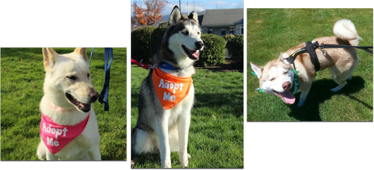 View Our Available Dogs - Siberian Husky (769x350), Png Download