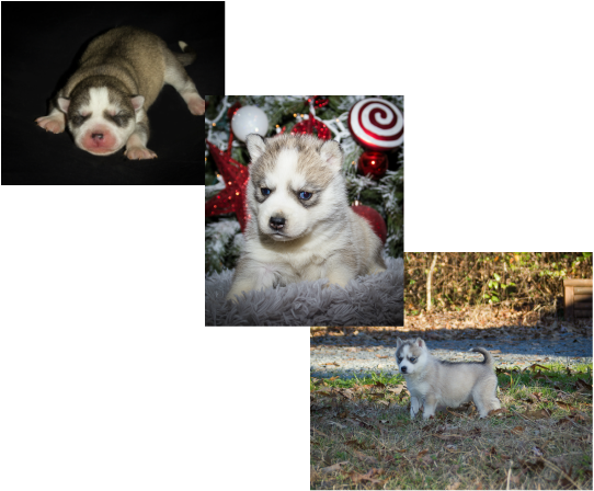 F4-nala 2013 Sold - Miniature Siberian Husky (542x448), Png Download