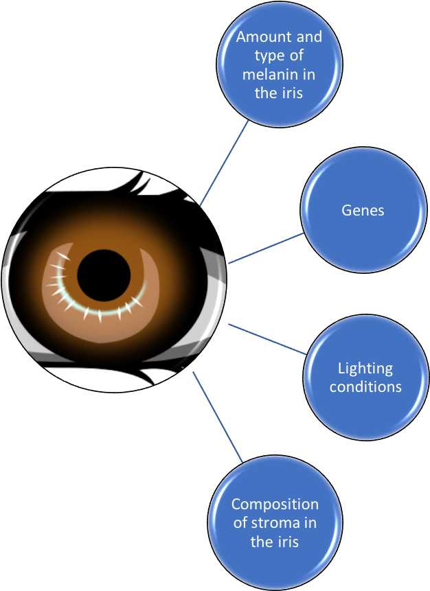 Factors Affecting Eye Colour Picture1 - Blue Eye Clip Art (1058x864), Png Download