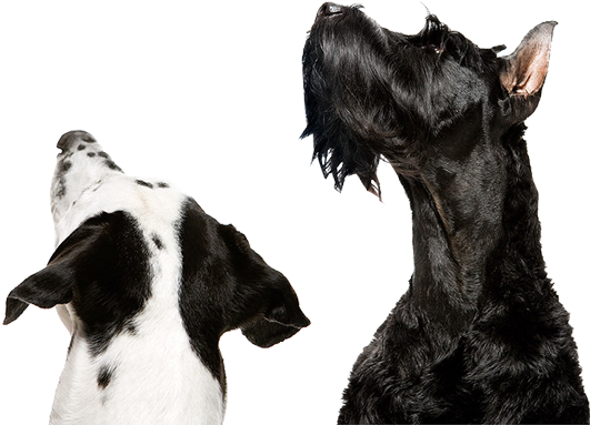 Diets For Dogs And Cats, Rmbs , Marrow Bones And Chews, - Companion Dog (544x387), Png Download