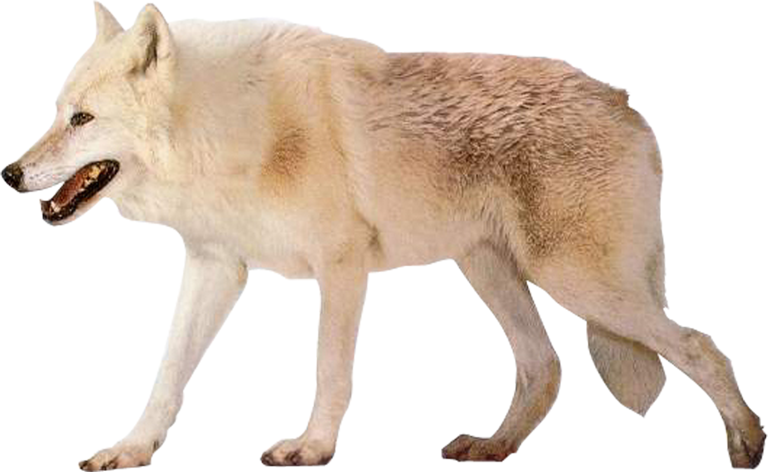 Czechoslovakian Wolfdog Arctic Wolf Alaskan Tundra - Arctic Wolf White Background (3023x2143), Png Download