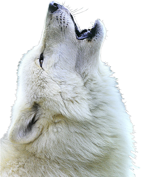 Wolf Face Png - White Wolf Howling Png (500x625), Png Download