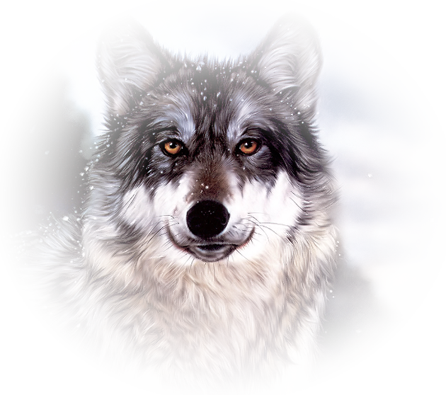 Mooi Wolf Face, Wildlife Paintings, White Wolf, Gray - Hd Paintings Of Animals (630x558), Png Download