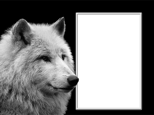 Frame With A White Wolf - Picture Frame (498x375), Png Download