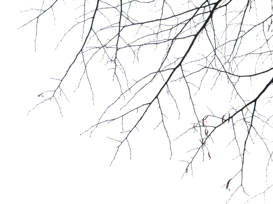 Report Abuse - Branches (900x675), Png Download