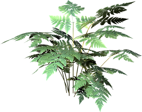 Tubes Champignons / Feuillages - Redwood (473x373), Png Download