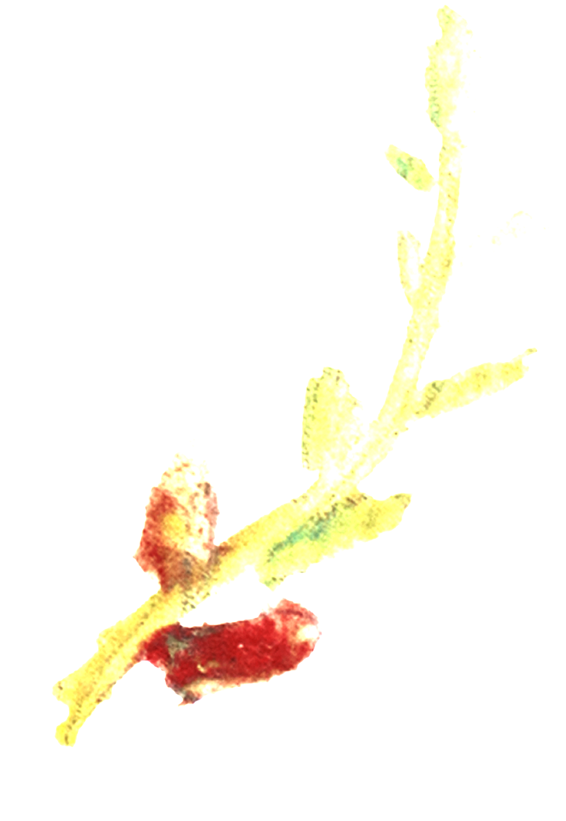 Este Gráficos Es Png Transparente De Ramas Y Hojas - Forsythia (1024x1298), Png Download