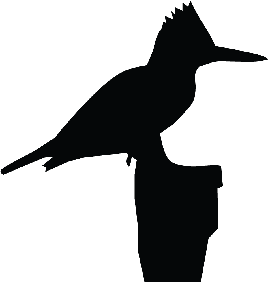 Belted Kingfisher Overview, All About Birds, Cornell - All About Birds (1024x1024), Png Download