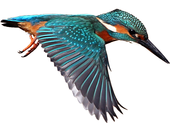 Masked Bird Image - Kingfisher Transparent (863x533), Png Download