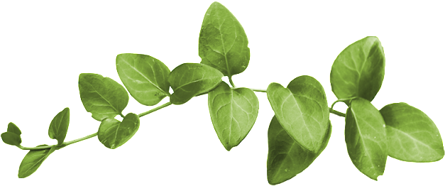Leaf (638x275), Png Download