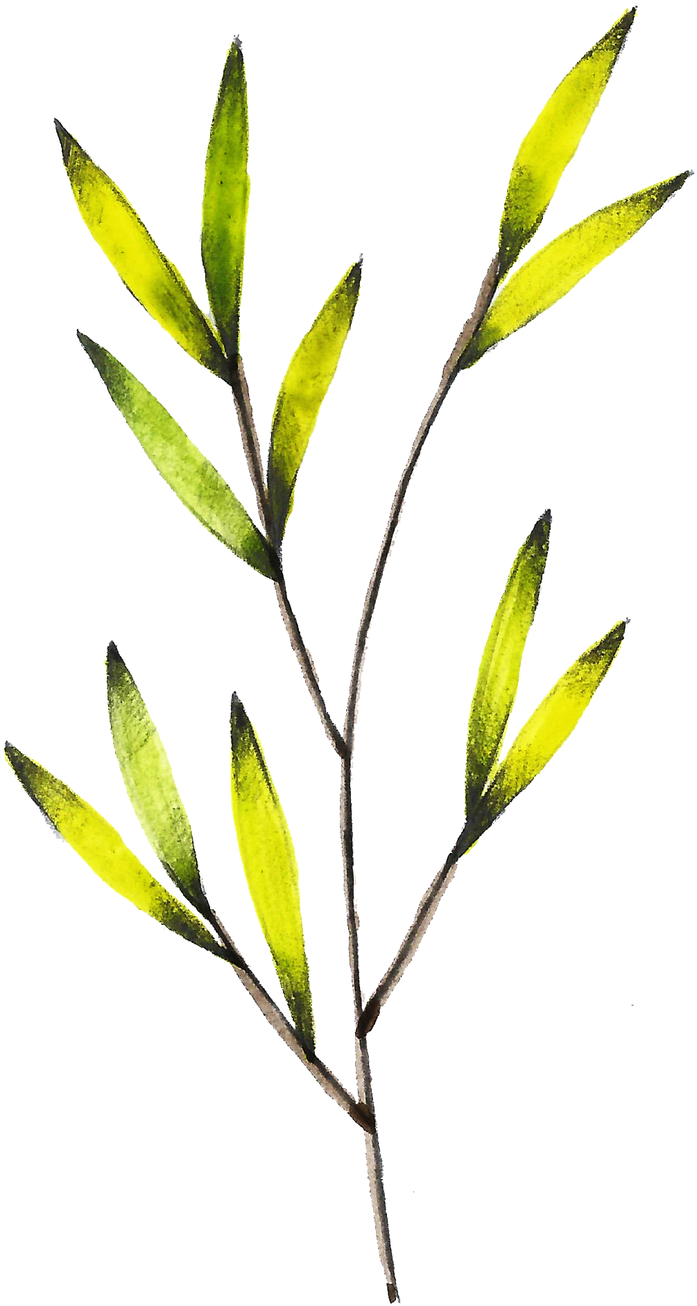 Este Gráficos Es Png Transparente De Color Amarillo - Tea Plant (1024x1884), Png Download