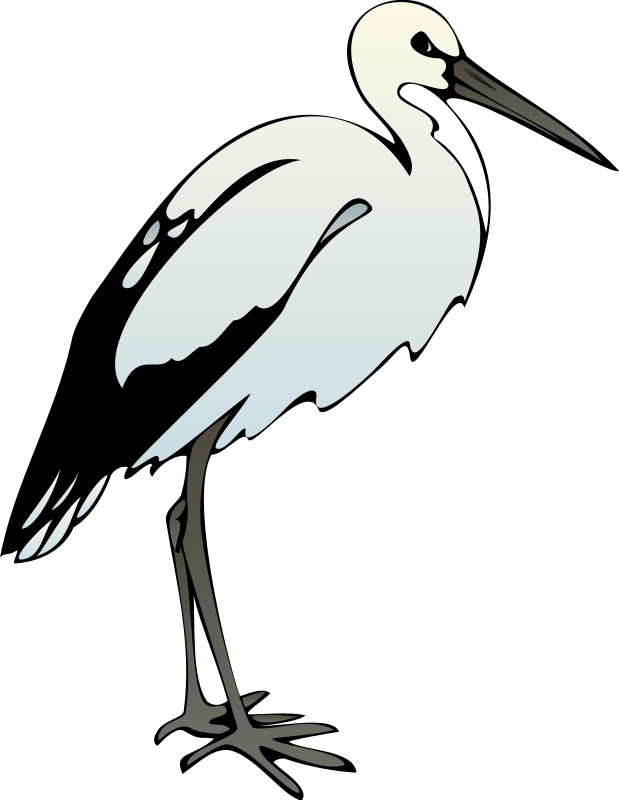 Ibis Clipart (619x800), Png Download