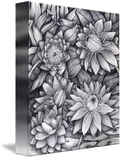"lotus Dance" By Thomas Lucio, Bronx, Ny // Graphite - Chrysanths (497x650), Png Download