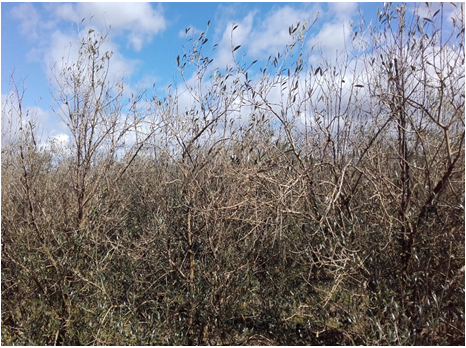 Nuevas Enfermedades Como Chancros De Ramas, Lepra Y - Grass (690x350), Png Download