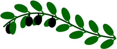 Rama De Olivo - Olive Branch (490x245), Png Download