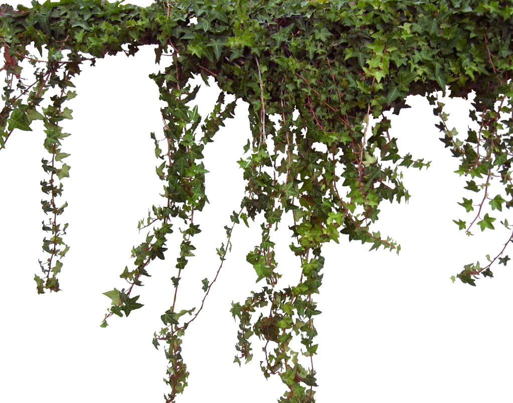Photo Ivy0062 4 L - Ivy Png (1023x805), Png Download