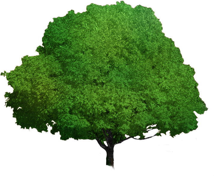 Foliage Progress Foliage Progress - Autumn Leaf Color (828x1008), Png Download