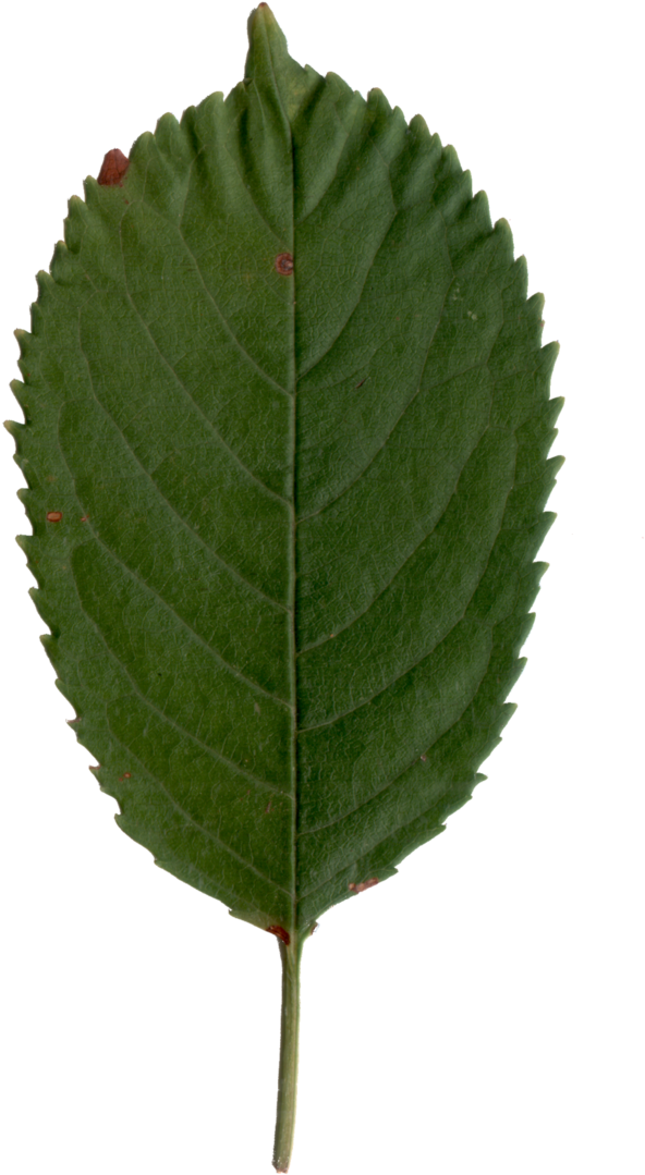 Cherry Leaf Png (668x1194), Png Download