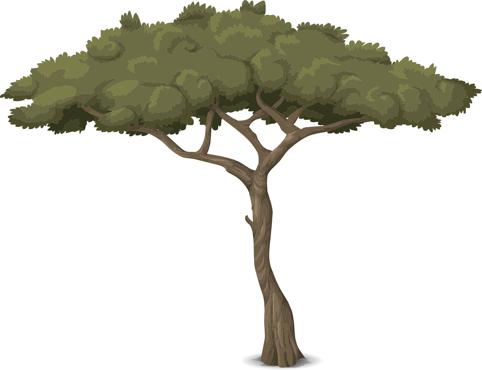 Drawing Of Tree With Thin Trunk And Deep Green Foliage - Baum Grafik (1920x1474), Png Download