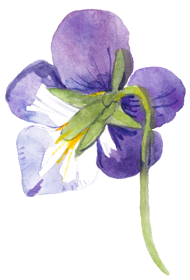 Purple Hand-painted Watercolor Transparent Material - Watercolor Painting (650x954), Png Download