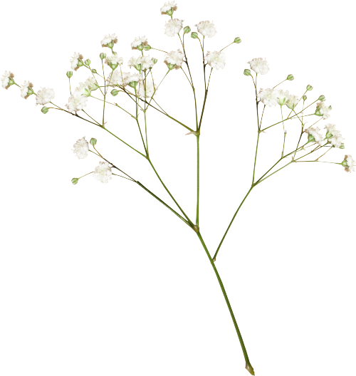 Transparent Flower (500x528), Png Download