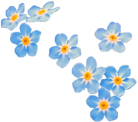 Tumblr Flower Png - Forget Me Not Flowers Transparent (439x388), Png Download