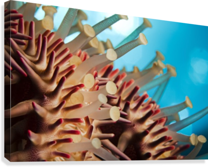 Hawaii, Maui, Molokini, A Macro Shot Of The Spines - Hawaii Maui Molokini A Macro (429x344), Png Download