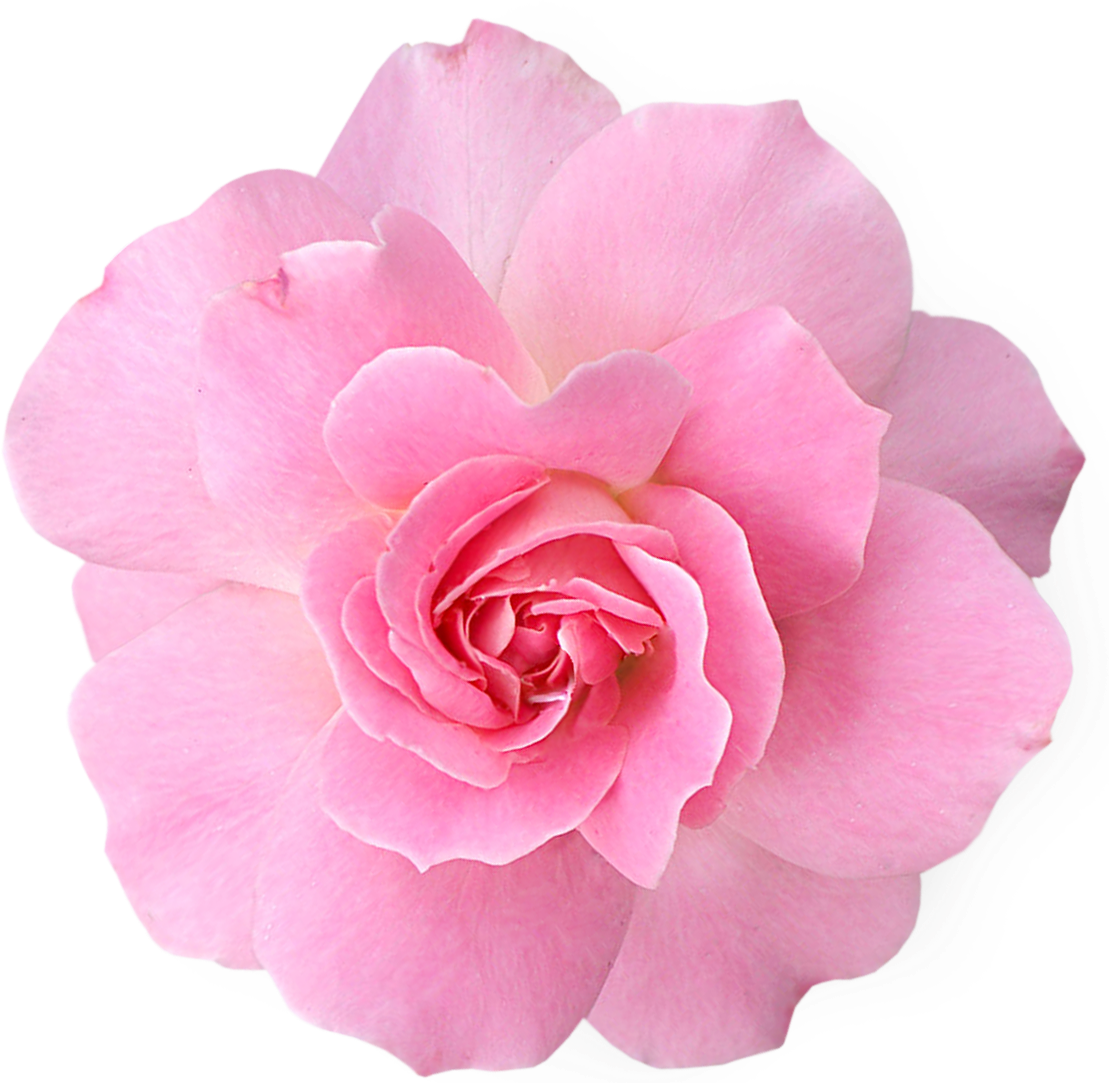 Pink Rose Clipart Png Tumblr - Pink Flower Png Transparent (1109x1083), Png Download