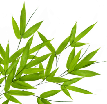 Bamboo Leaf Nature - Green Leaves (369x360), Png Download